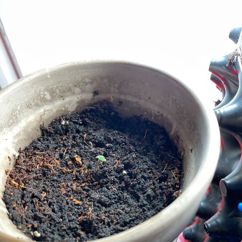Sticky Orange XXL Automatic growlog timeline photo