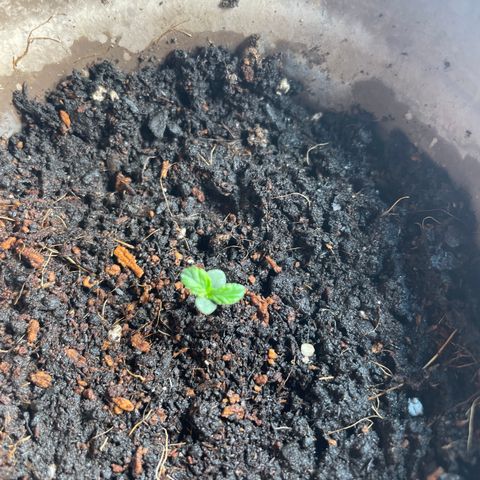 Sticky Orange XXL Automatic growlog timeline photo