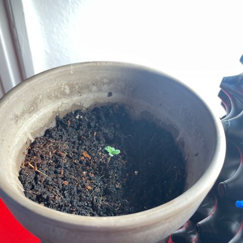 Sticky Orange XXL Automatic growlog timeline photo