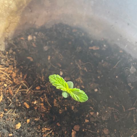 Sticky Orange XXL Automatic growlog timeline photo