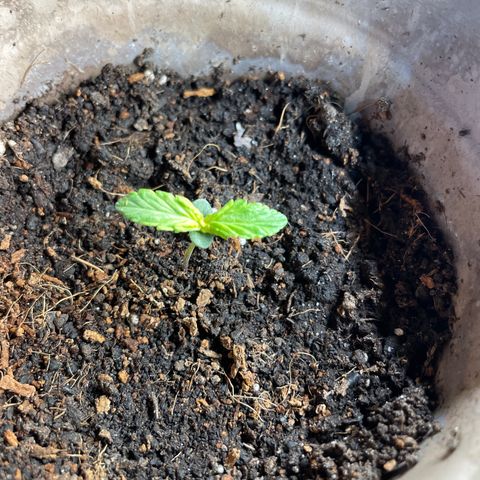 Sticky Orange XXL Automatic growlog timeline photo