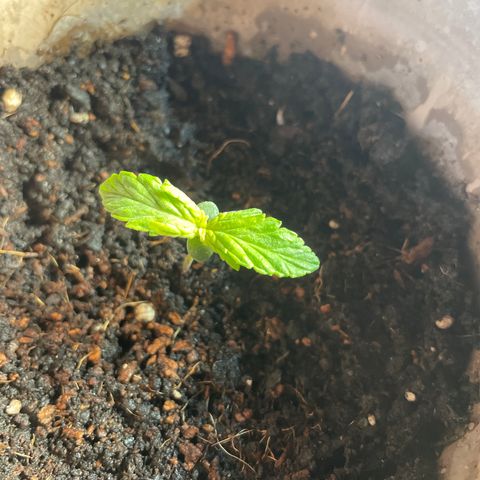 Sticky Orange XXL Automatic growlog timeline photo