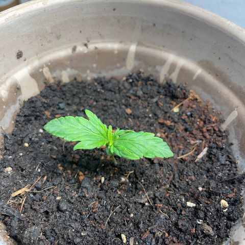 Sticky Orange XXL Automatic growlog timeline photo