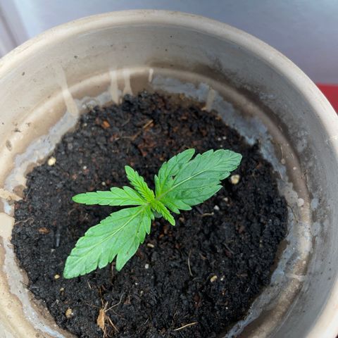 Sticky Orange XXL Automatic growlog timeline photo