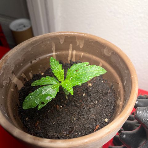 Sticky Orange XXL Automatic growlog timeline photo
