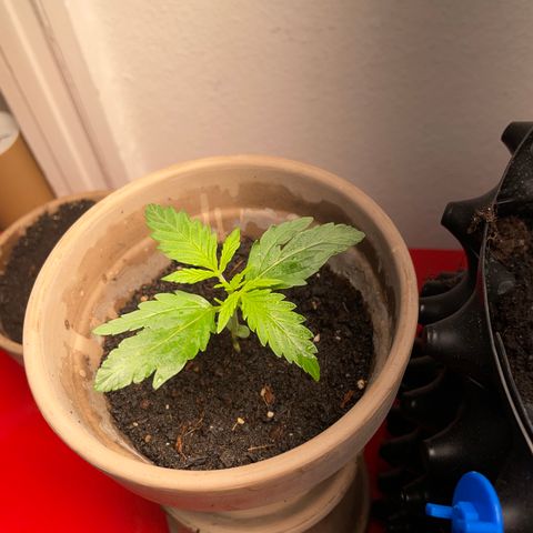 Sticky Orange XXL Automatic growlog timeline photo