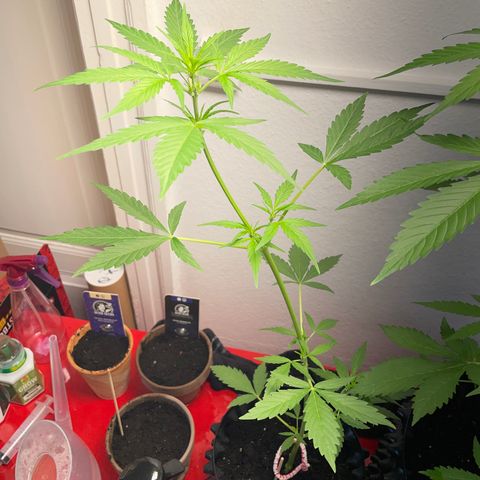 Sticky Orange XXL Automatic growlog timeline photo