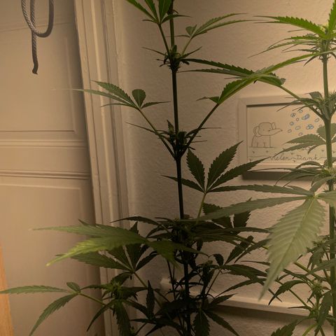 Sticky Orange XXL Automatic growlog timeline photo