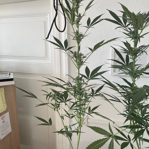Sticky Orange XXL Automatic growlog timeline photo