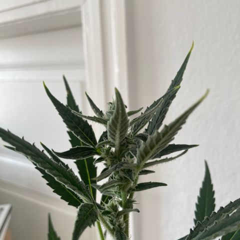 Sticky Orange XXL Automatic growlog timeline photo