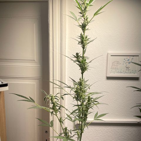 Sticky Orange XXL Automatic growlog timeline photo