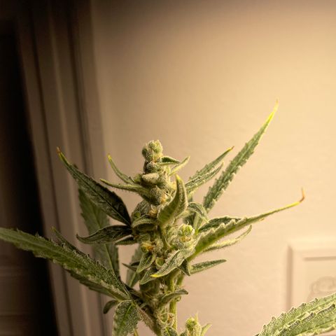 Sticky Orange XXL Automatic growlog timeline photo