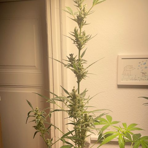 Sticky Orange XXL Automatic growlog timeline photo