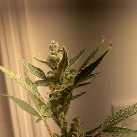 Sticky Orange XXL Automatic growlog timeline photo