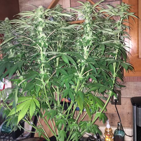 Auto Blueberry growlog photo: Beautiful lady