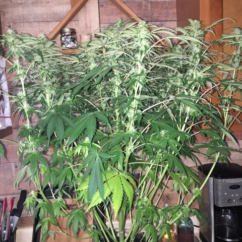 Auto Blueberry growlog photo: Beautiful lady