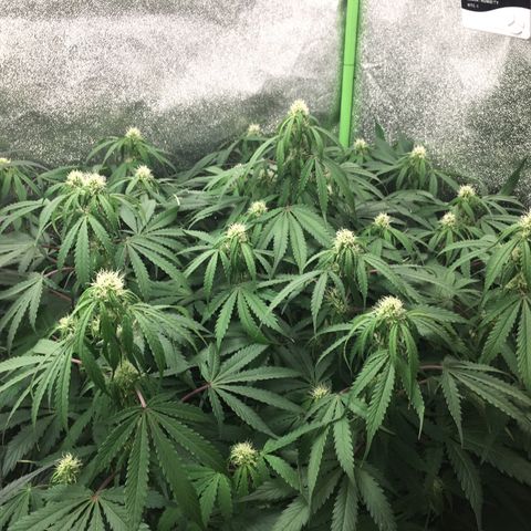 Auto Blueberry growlog photo: Beautiful lady