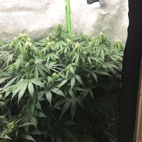 Auto Blueberry growlog photo: Beautiful lady