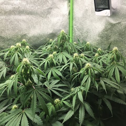 Auto Blueberry growlog photo: Beautiful lady