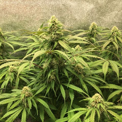 Auto Blueberry growlog photo: Left plant is purp