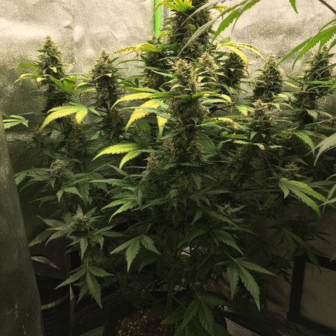 Auto Blueberry growlog photo: Left plant is purp