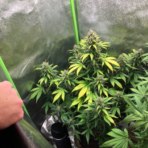 Auto Blueberry growlog photo: Left plant is purp