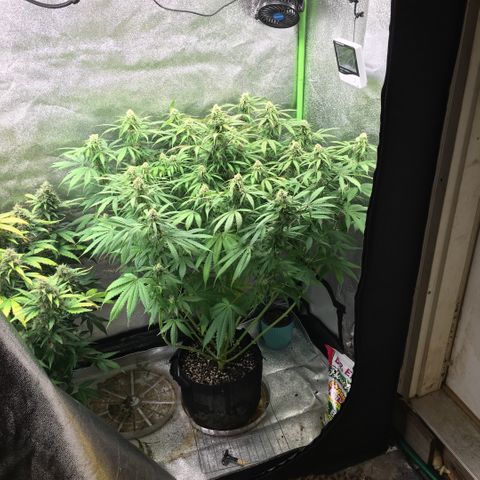 Auto Blueberry growlog photo: Left plant is purp