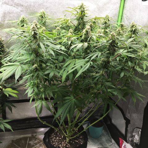 Auto Blueberry growlog photo: Left plant is purp