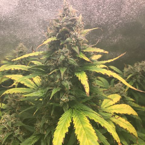 Auto Blueberry growlog photo: Left plant is purp