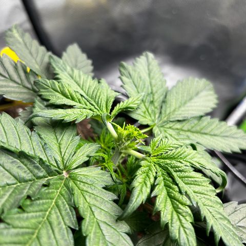 Wedding Cake Auto growlog photo: FIM