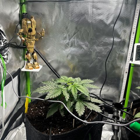 Wedding Cake Auto growlog photo: 1. Tag nach „FIM“ 
Grow Partner in die Box eingezogen 👋