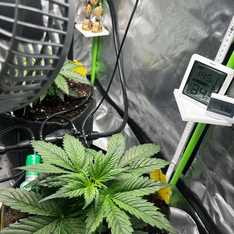 Hyperion F1 growlog photo: Tag 1. nach „FIM“ 
Neuer Grow Partner sagt Moin👋