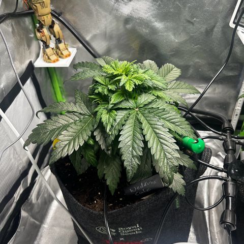 Wedding Cake Auto growlog timeline photo