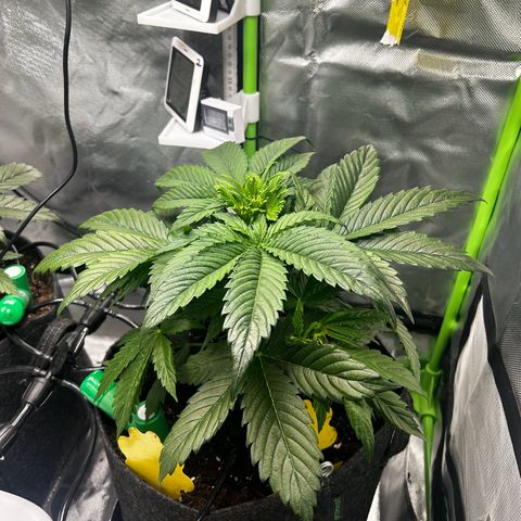 Hyperion F1 growlog timeline photo