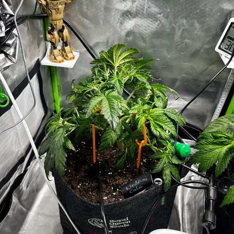 Wedding Cake Auto growlog photo: Heute LST angewendet & paar Fächerblätter entfernt 