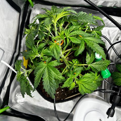 Wedding Cake Auto growlog photo: Heute LST angewendet & paar Fächerblätter entfernt 