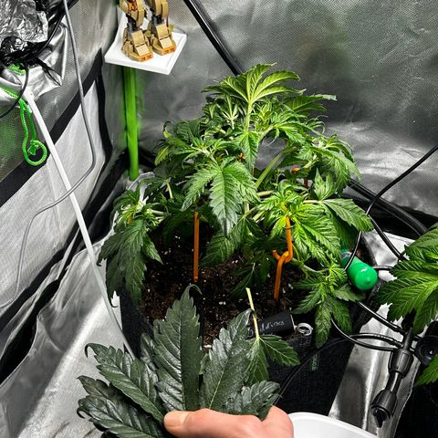 Wedding Cake Auto growlog photo: Heute LST angewendet & paar Fächerblätter entfernt 