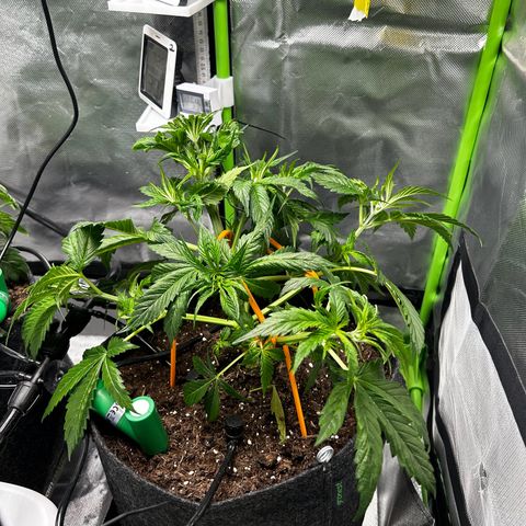 Hyperion F1 growlog photo: Heute LST angewendet & paar Fächerblätter entfernt 