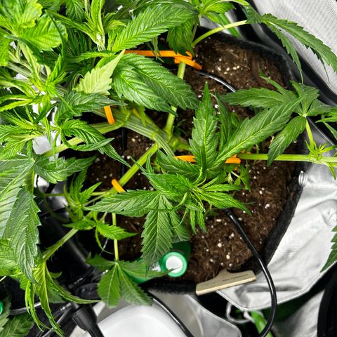 Hyperion F1 growlog photo: Heute LST angewendet & paar Fächerblätter entfernt 