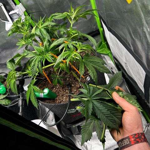 Hyperion F1 growlog photo: Heute LST angewendet & paar Fächerblätter entfernt 