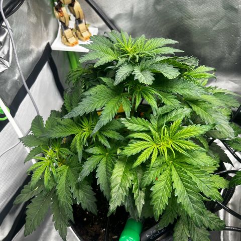Wedding Cake Auto growlog timeline photo