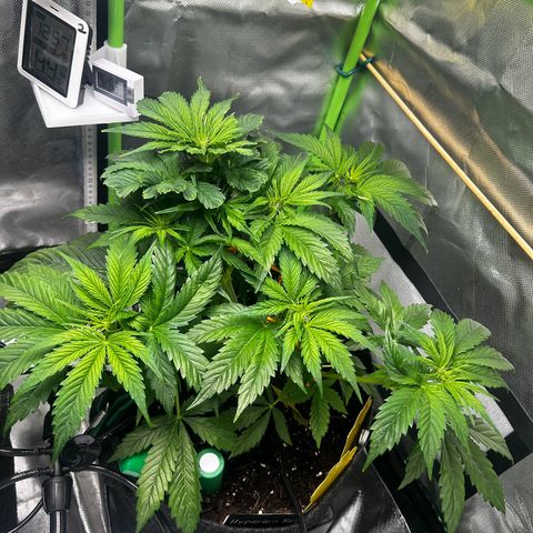Hyperion F1 growlog timeline photo