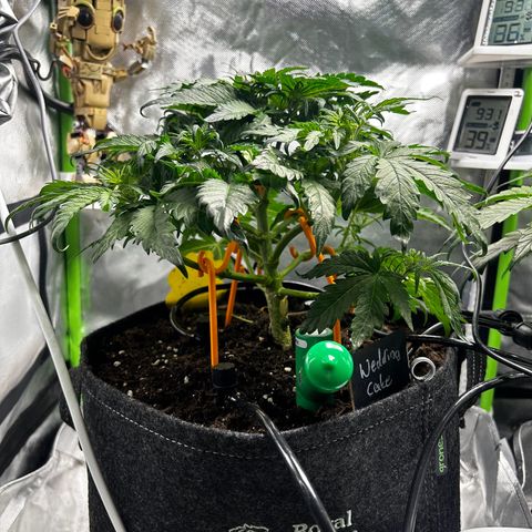 Wedding Cake Auto growlog photo: Vorher/Nachher Lollipopping