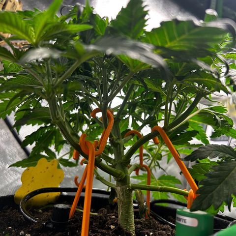 Wedding Cake Auto growlog photo: Vorher/Nachher Lollipopping