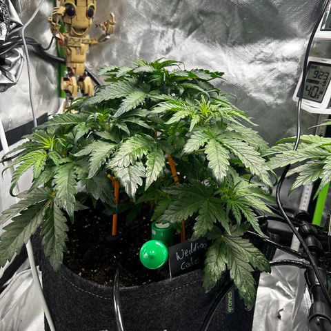 Wedding Cake Auto growlog photo: Vorher/Nachher Lollipopping