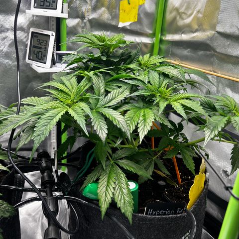 Hyperion F1 growlog photo: Vorher/Nachher „Lollipopping“