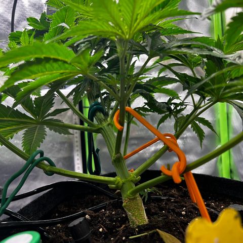 Hyperion F1 growlog photo: Vorher/Nachher „Lollipopping“