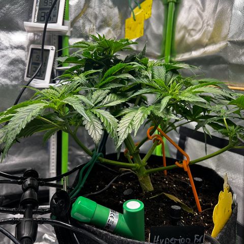Hyperion F1 growlog photo: Vorher/Nachher „Lollipopping“