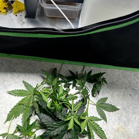 Wedding Cake Auto growlog photo: Der Abschnitt
