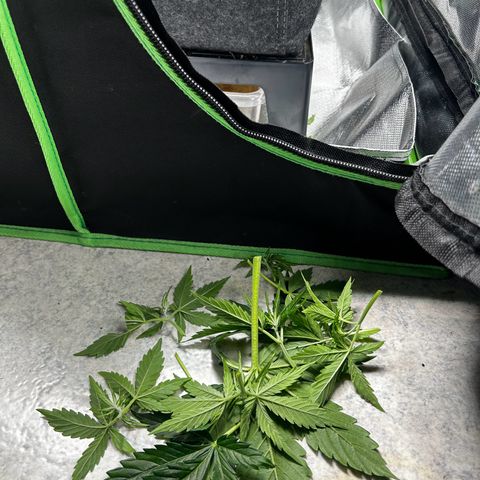 Hyperion F1 growlog photo: Der Abschnitt 